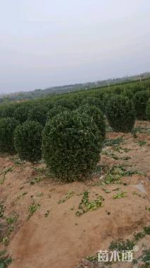 高度120厘米大叶黄杨