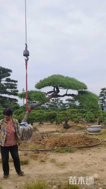 20公分造型黑松