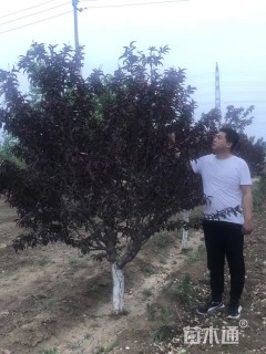 12公分红叶碧桃