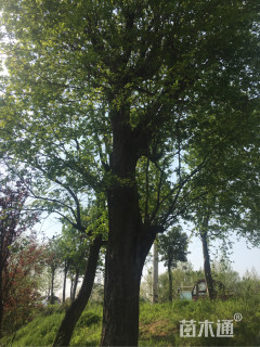 60公分朴树