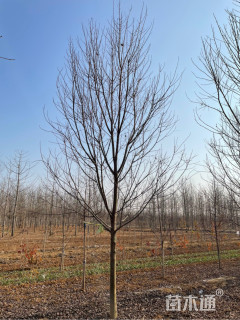 10公分美国红枫