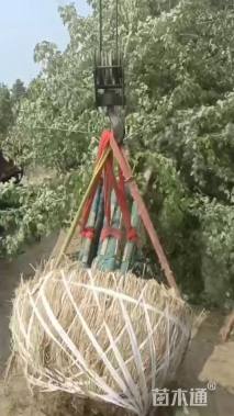 高度500厘米丛生美国红枫