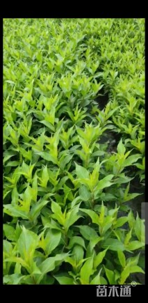 高度40厘米红王子锦带