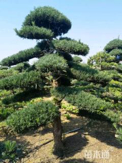 移栽苗造型罗汉松