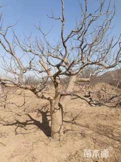 46公分八棱海棠