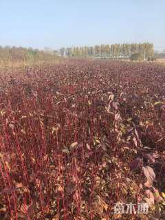 高度100厘米红瑞木