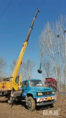 20公分速生白蜡