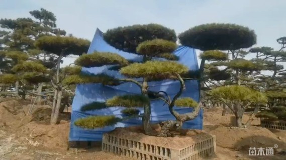 10公分造型油松