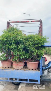 高度200厘米三角梅