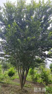 50公分朴树