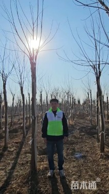 15公分嫁接香花槐