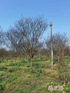 高度450厘米大红紫薇