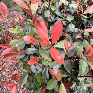 冠幅280厘米红叶石楠球