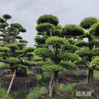 20公分造型榔榆