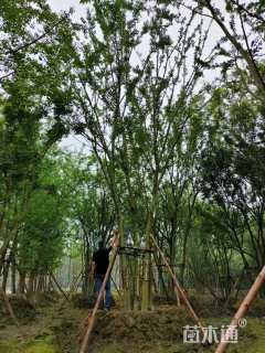 12公分(5杆)丛生朴树