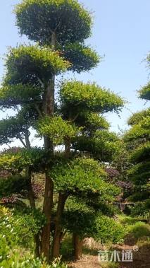 25公分造型赤楠