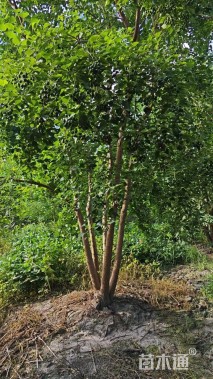 断根苗丛生乌桕