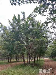 高度8厘米丛生五角枫