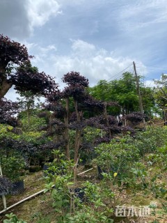 12公分造型红花继木桩