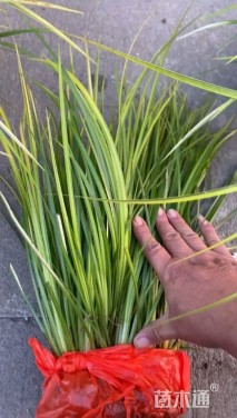 高度30厘米金叶石菖蒲