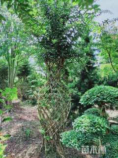 40公分紫薇花瓶