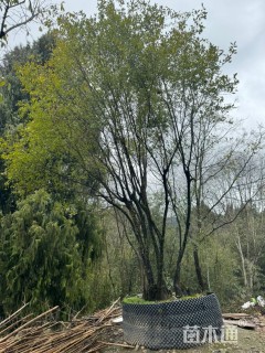 高度500厘米金弹子