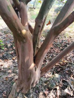 高度500厘米丛生紫薇