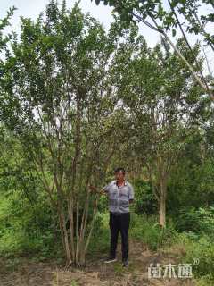 高度350厘米丛生紫薇