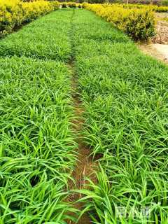 高度20厘米金娃娃萱草