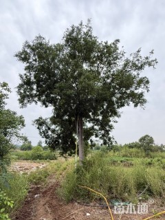 25公分朴树