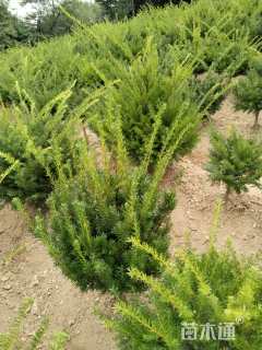 高度80厘米矮紫杉