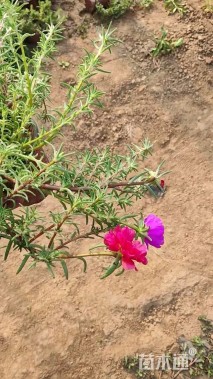 高度19厘米半支莲