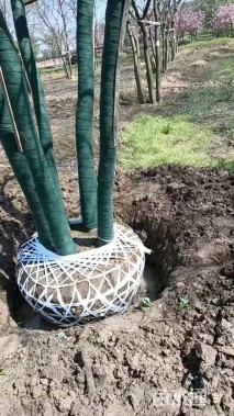 50公分(5杆)丛生乌桕