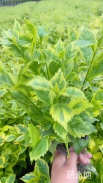 高度30厘米金叶假连翘