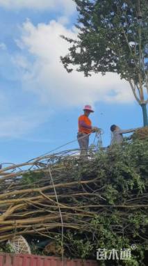 高度450厘米丛生紫薇