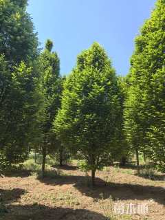 14公分欧洲鹅耳枥