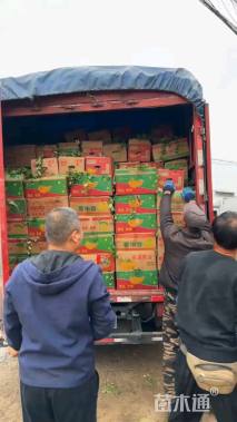 高度20厘米常夏石竹