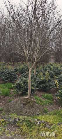 冠幅100厘米金森女贞球