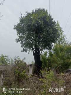 高度800厘米金弹子