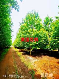 18公分美国红枫