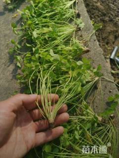 高度25厘米红花酢浆草