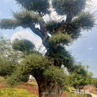 高度450厘米尖叶木樨榄