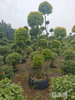 10公分造型亮金女贞