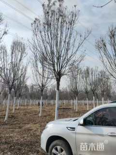 14公分秋紫白蜡