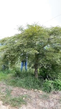 高度200厘米羽毛枫