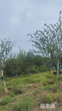 50公分丛生榔榆