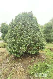 高度500厘米茶花