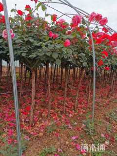 高度150厘米月季