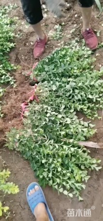 高度40厘米大叶黄杨