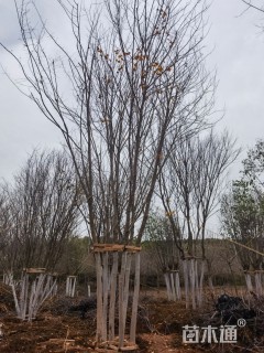 高度900厘米丛生元宝枫